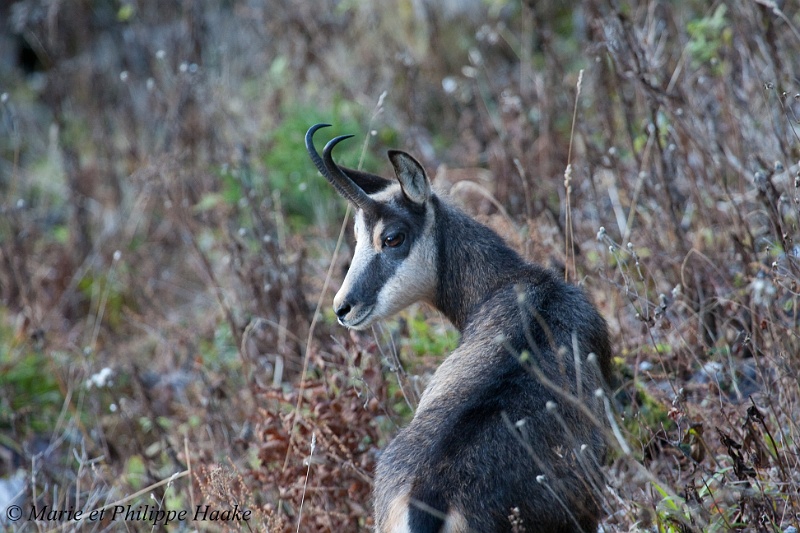 Chamois 5834_wm.jpg - Chamois (Creux du Van, Neuchâtel, Suisse, octobre 2008)